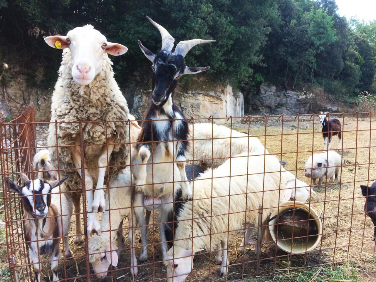Agriturismo Eco-Bio Belmonte Vacanze モンタイオーネ エクステリア 写真